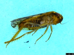 Xestocephalini
