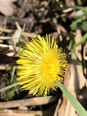 Tussilago farfara