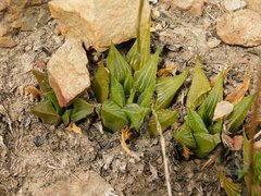 Haworthia mirabilis