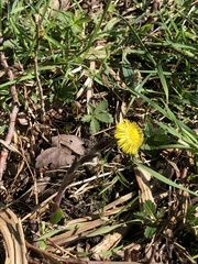 Tussilago farfara