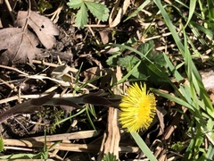 Tussilago farfara