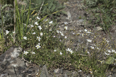 Eremogone griffithii