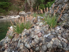 Plantago maritima juncoides