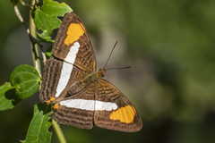 Adelpha thessalia
