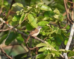 Prinia rufescens