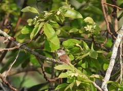 Prinia rufescens