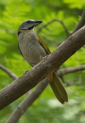 Saltator maximus