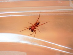 Castianeira trilineata