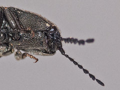 Cidnopus pilosus