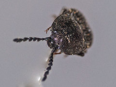 Cidnopus pilosus