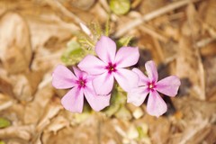 Phlox drummondii