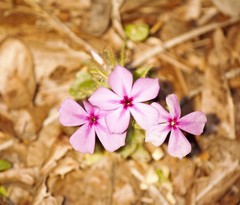 Phlox drummondii