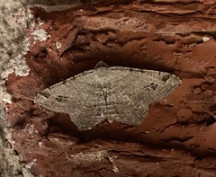 Macaria aequiferaria