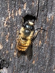 Osmia bicornis