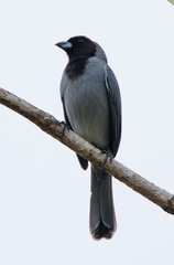Schistochlamys melanopis