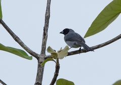 Schistochlamys melanopis