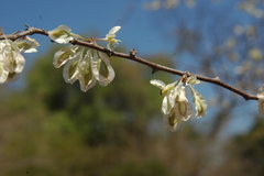 Podopterus mexicanus