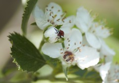 Pelonides quadrinotata