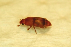 Carpophilus dimidiatus