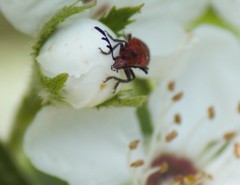 Pelonides quadrinotata
