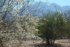 Podopterus mexicanus