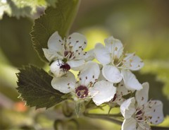Pelonides quadrinotata