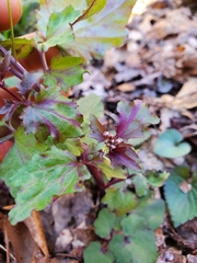 Cardamine flagellifera