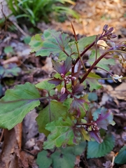 Cardamine flagellifera