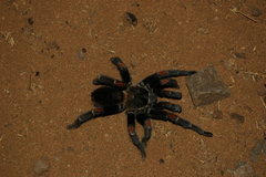 Brachypelma auratum