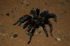 Brachypelma auratum