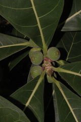Ficus obtusifolia