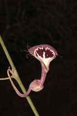 Aristolochia tentaculata
