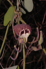 Aristolochia tentaculata