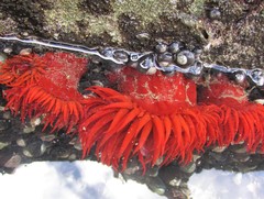 Anemonia alicemartinae