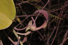 Aristolochia tentaculata