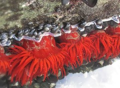 Anemonia alicemartinae