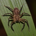 Heteropoda binnaburra - Photo (c) Nick Lambert, some rights reserved (CC BY-NC-SA), uploaded by Nick Lambert