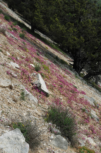 Saponaria calabrica (Saponaria calabrica)