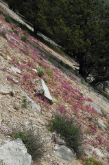 Saponaria calabrica