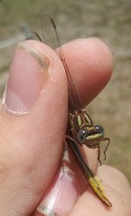 Phanogomphus cavillaris