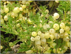 Astragalus armatus numidicus