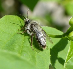 Andrena cineraria