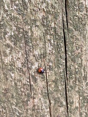 Euthyrhynchus floridanus