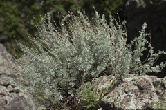 Artemisia rutifolia