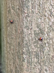 Euthyrhynchus floridanus