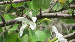 Bauhinia aculeata