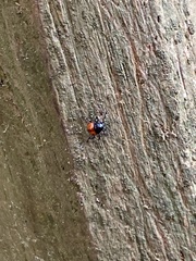 Euthyrhynchus floridanus