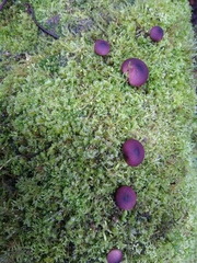 Lycoperdon fuligineum