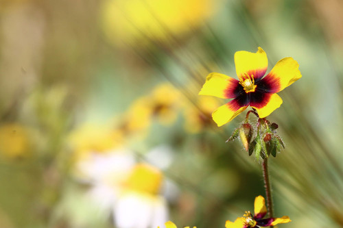 Spotted Rock-rose