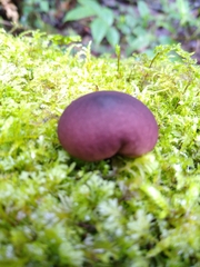 Lycoperdon fuligineum